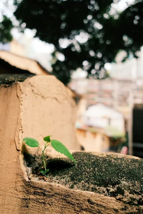 Detalles · 6